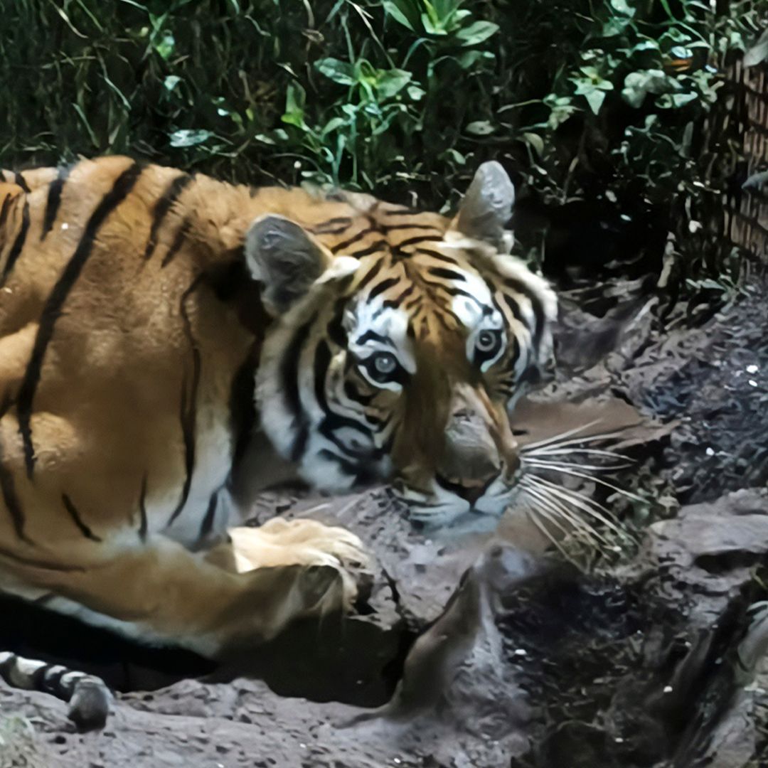 Decomisan Otro Tigre de Bengala, ahora en Michoacán: Así Encontraron al Ejemplar en Peribán